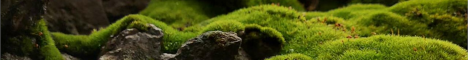 Banner for The Moss Network Minecraft server